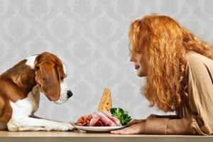 dog waiting until woman signals he can eat deli ham, cheese and spinach