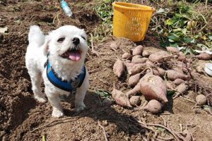 small dog in sweet potato field