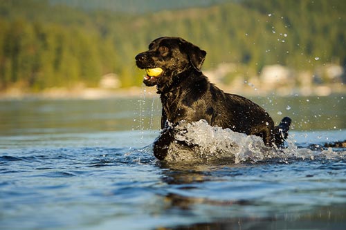 Labrador retriever outside in lake playing with tennis ball