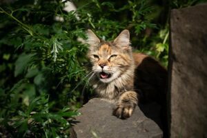 calico maine coon cat outdoors in summer heat panting