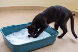 black cat scratching at litter in litter box