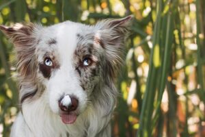 australian shepherd with sunscreen on nose