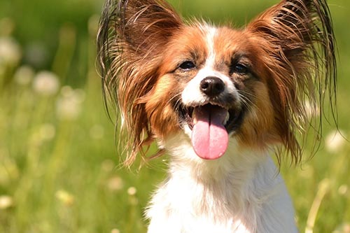 papillon puppy panting outside in hot sun