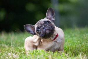 french bulldog puppy scratching its ear outside in grass