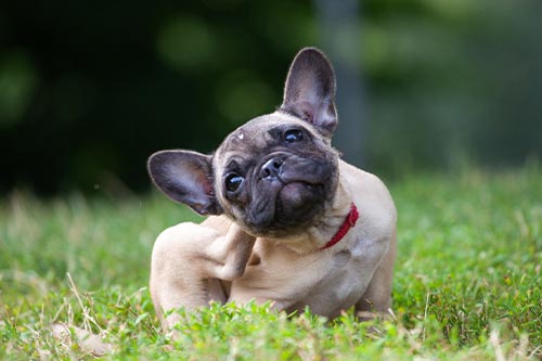 french bulldog puppy scratching its ear outside in grass