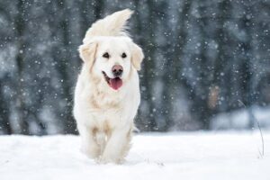 happy golden retriever outside in the snow