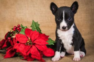 basenji puppy with poinsettia flowers