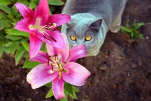 cat standing under pink lilies outside