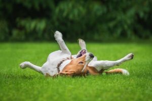 happy beagle rolling around in grass outside