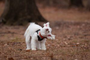 fluffy-white-dog-shaking-its-head